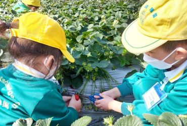 戶外體驗活動：採摘士多啤梨-3